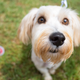 Illustration for article titled 39 *Scratchy Scratchy* Photos of Dogs